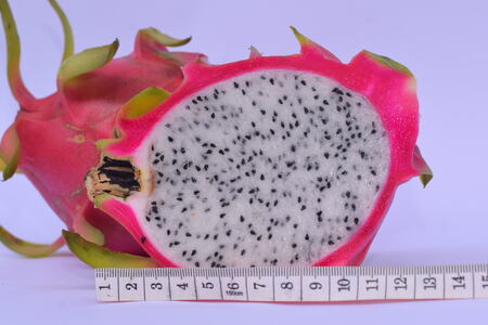 Dragon fruit hanging on vine